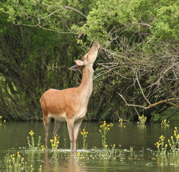 PASSIONE PER IL CERVO